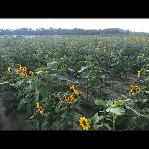 Meet your Posher, Jacqueline